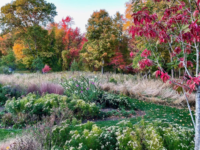 fall native meadow