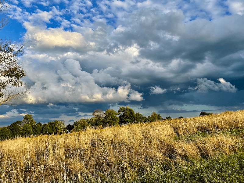 Native wildflower meadow