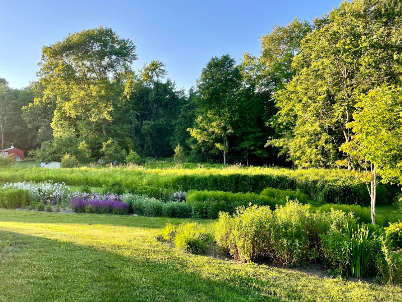 Native meadow as yard